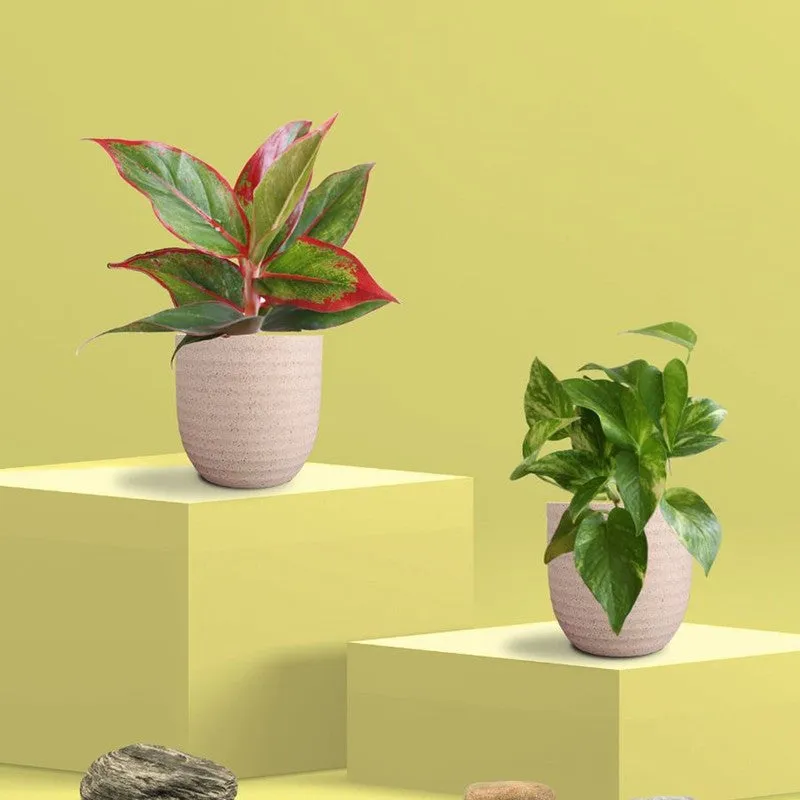 Greenkin Aglaonema & Gold King Live Plants (Ivory) - Set Of Two media 3