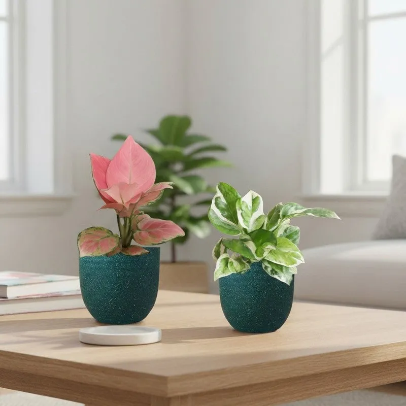 Greenkin Aglaonema Pink & Njoy Live Plants (Green) - Set Of Two media 1