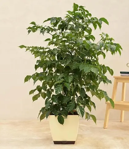 Live Plants