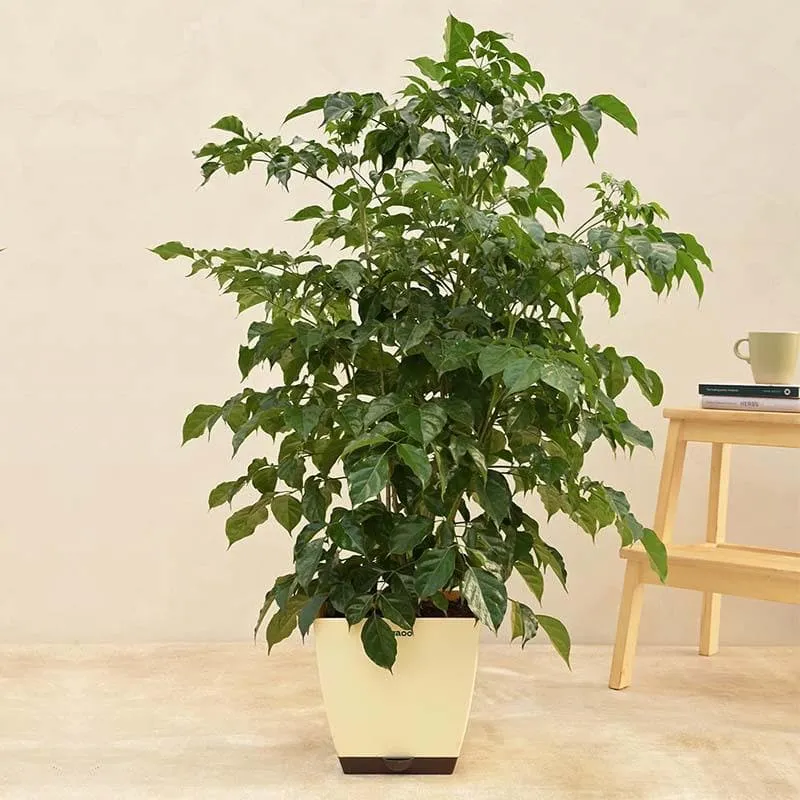 Ugaoo The China Doll Plant - 3.7 ft media 1