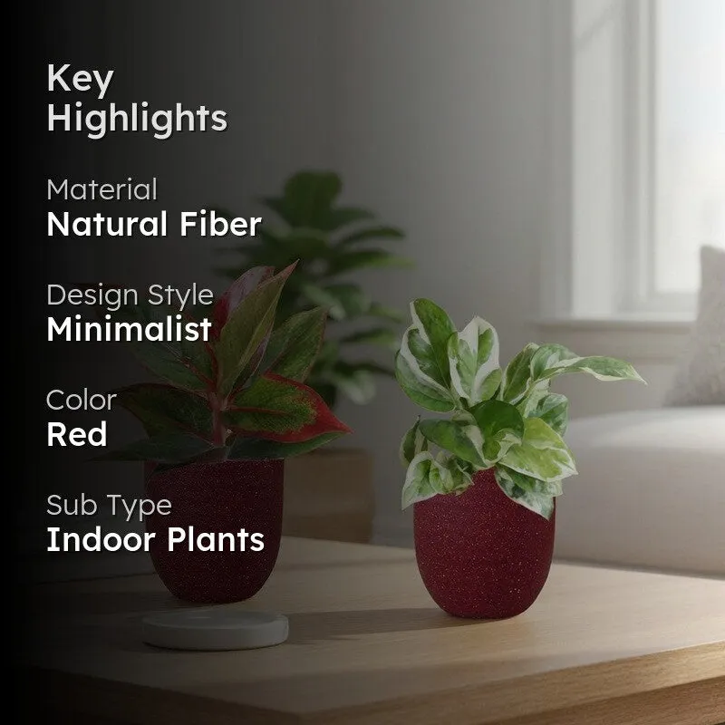 Greenkin Aglaonema Lipstick & Njoy Live Plants (Red) - Set Of Two media 2