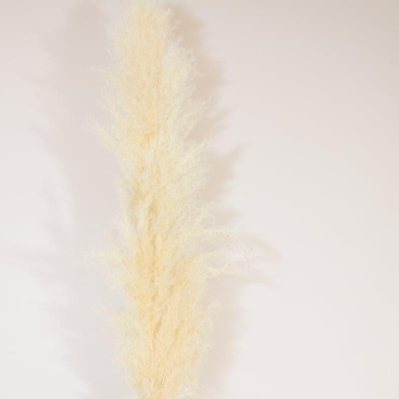 Pomi Naturally Dried Pampas Stick (Cream) - Set Of Five media 3