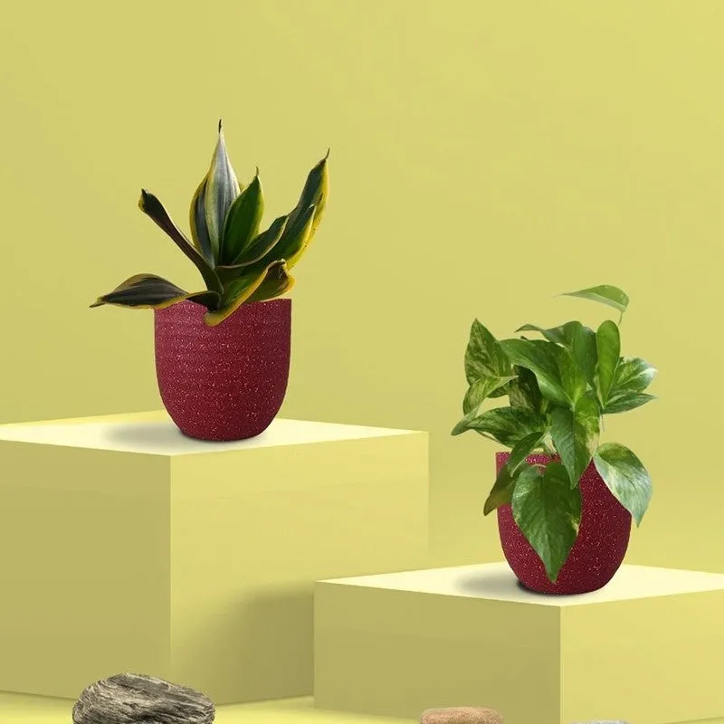 Greenkin Money Plant Gold King & Golden Snake Live Plants (Red) - Set Of Two media 3