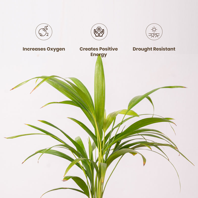 Kyari Areca Palm With Self Watering Pot - White media 4