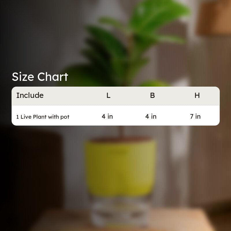 Kyari Fiddle Fig Plant With Self Watering Pot (Yellow) - 18 cm media 8