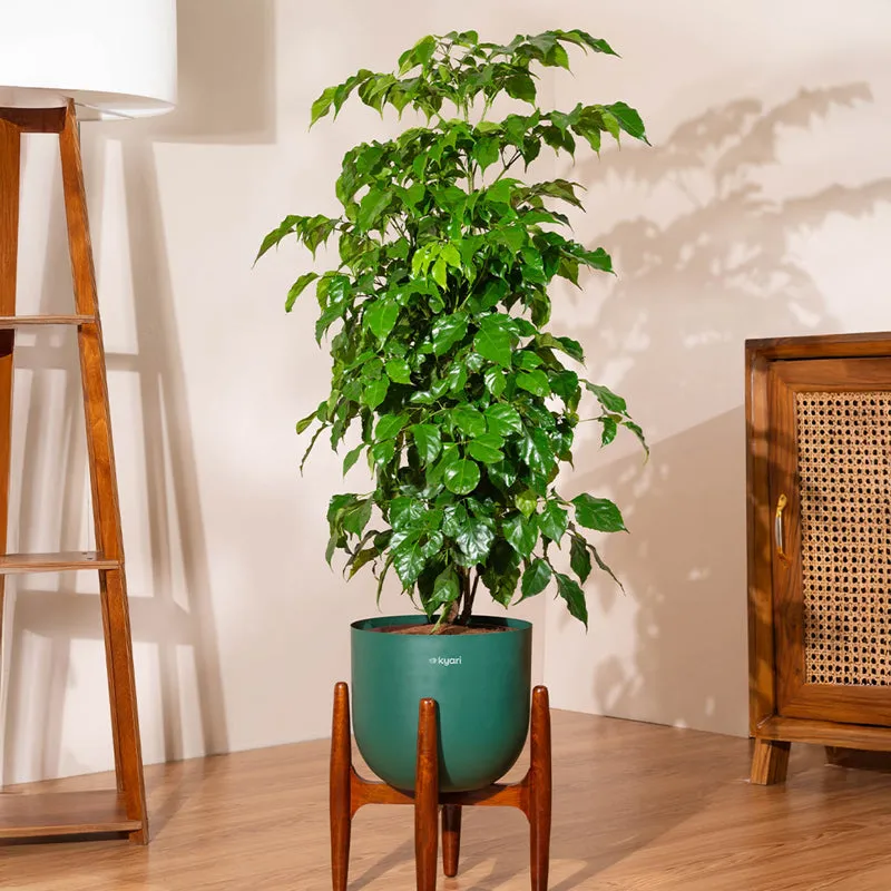 Kyari China Doll Plant With Metal Self Watering Pot (Green) - 3 Feet media 1