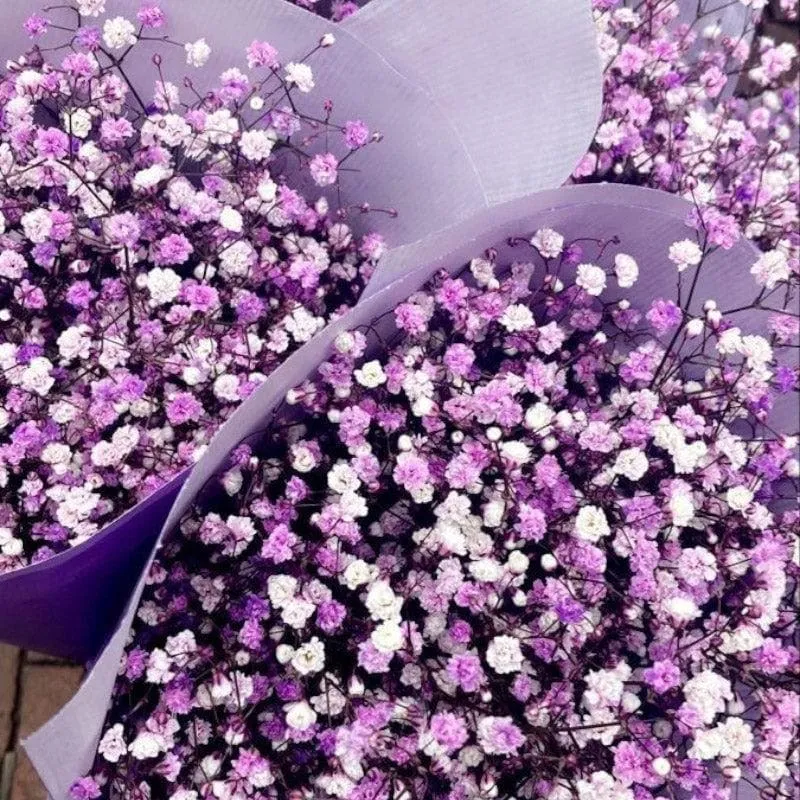 Naturally Dried Baby Breath Gypsophila Stems (Purple) - Set Of Five media 4