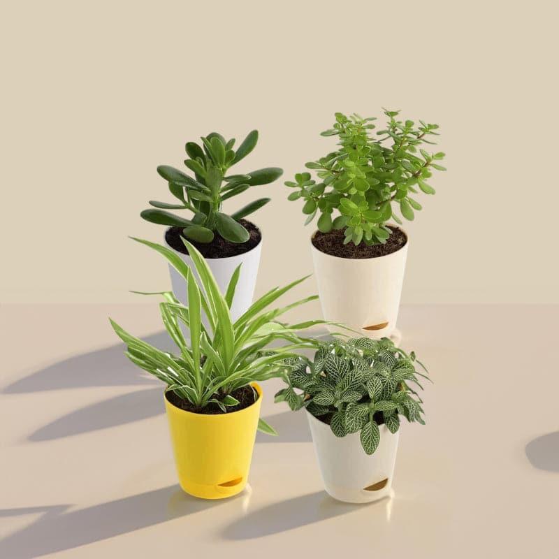 Live Plants