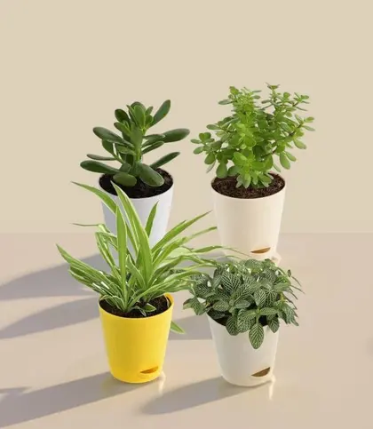Live Plants