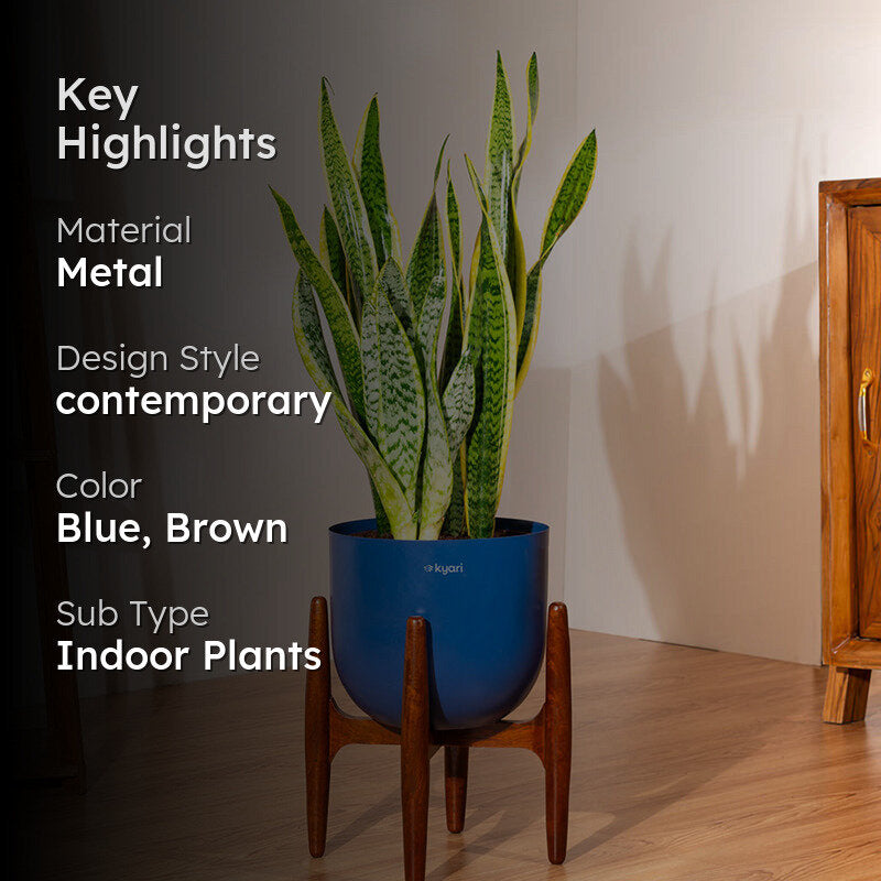 Kyari Sansevieria Zeylanica Golden Snake Plant With Metal Self Watering Pot (Blue) - 2.4 Feet media 2