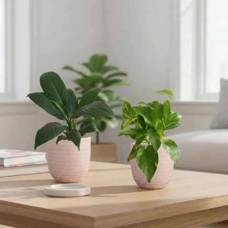 Greenkin Lily & Gold King Live Plants (Ivory) - Set Of Two media 1