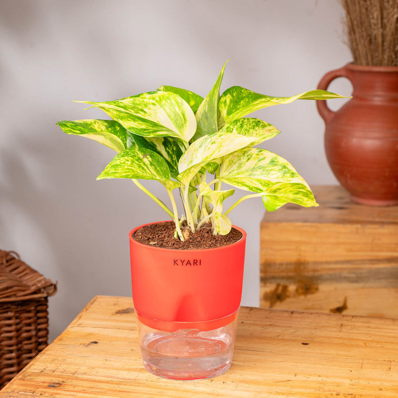 Kyari Money Variegated Plant With Self Watering Pot (Red) - 18 cm media 3