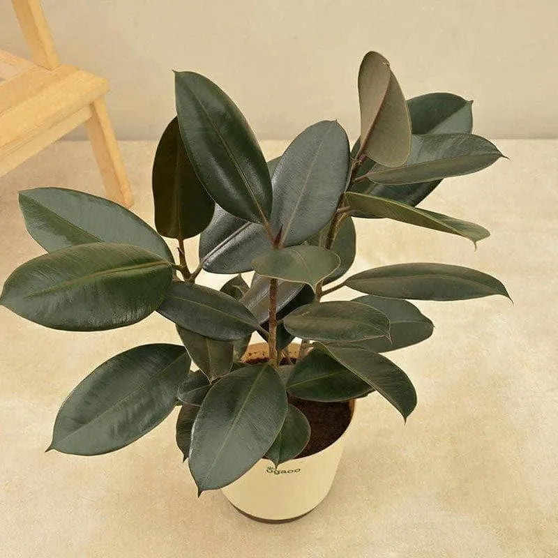 Ugaoo Air Purifying Rubber Plant With Self Watering Pot media 3