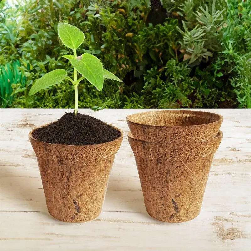 Miriya Coir Pot - Set Of Three media 3