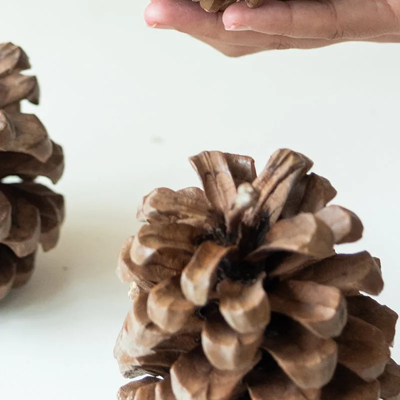 Alpine Dried Jumbo Pine Cone - Set Of Three media 5