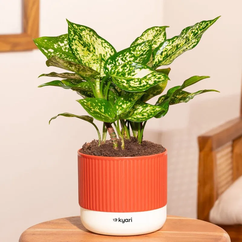 Kyari Agalonema Snow White Plant with Self Watering Pot - Red media 1