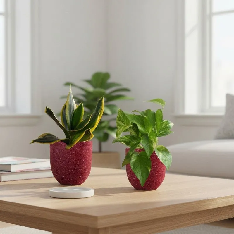 Greenkin Money Plant Gold King & Golden Snake Live Plants (Red) - Set Of Two media 1