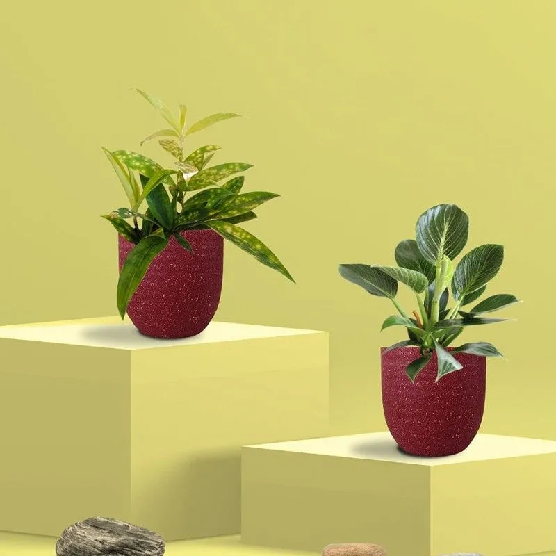 Greenkin Bamboo & Birkin Live Plants (Red) - Set Of Two media 3