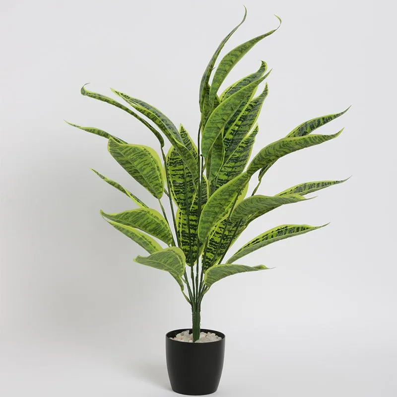 Faux Sloppy Painter Corton Plant With Black Plastic Pot - 2.2 Feet media 4