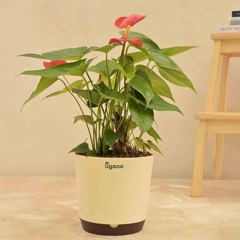 Ugaoo Anthurium Red Flamingo Plant - Big media 4