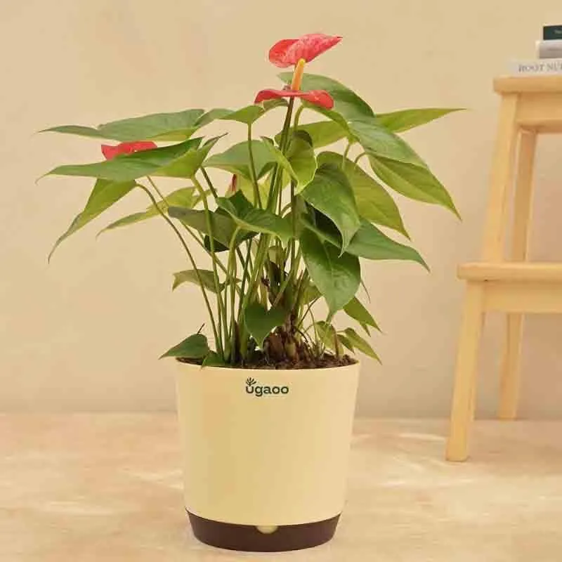 Ugaoo Anthurium Red Flamingo Plant - Big media 4