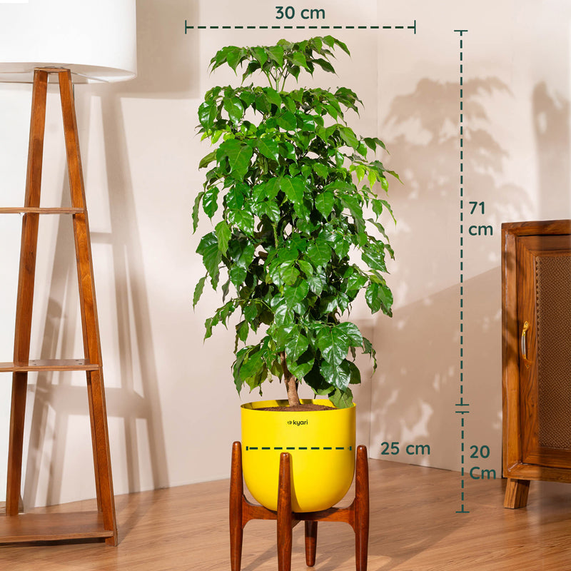 Kyari China Doll Plant With Metal Self Watering Pot (Yellow) - 3 ft media 5