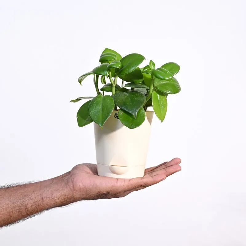 Ugaoo Peperomia Green Creeper Plant media 7