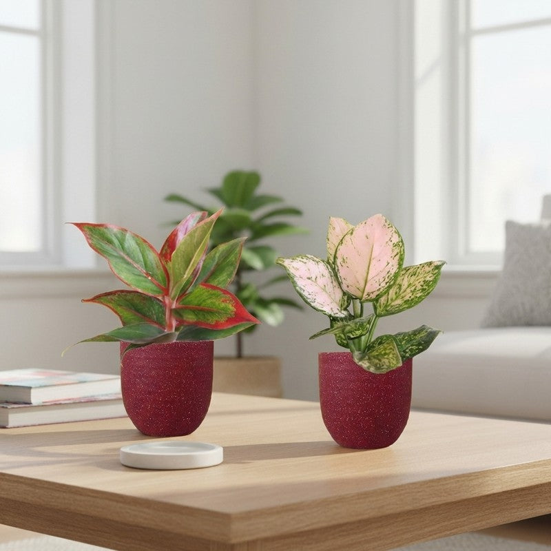 Greenkin Aglaonema Wishes & Lipstick Live Plants (Red) - Set Of Two