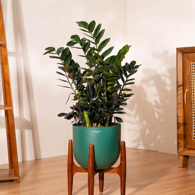 Kyari ZZ Plant With Metal Self Watering Pot (Green) - 2.4 Feet media 1