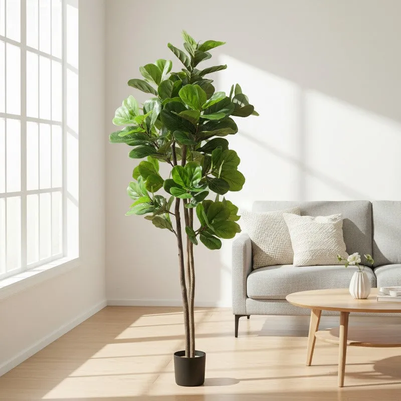 Tropella Fiddle Fig Plant Wit Pot - 5.9 ft media 3