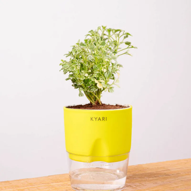 Kyari Variegated Aralia Plant With Self Watering Pot (Yellow) - 18 cm media 7
