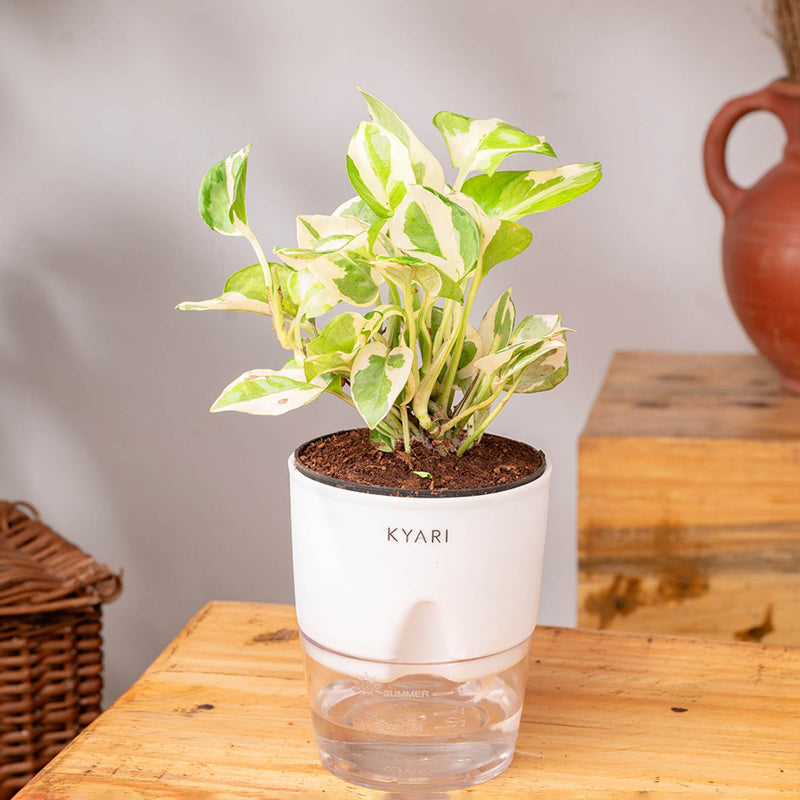 Kyari Money Plant With Self Watering Pot (White) - 18 cm media 3