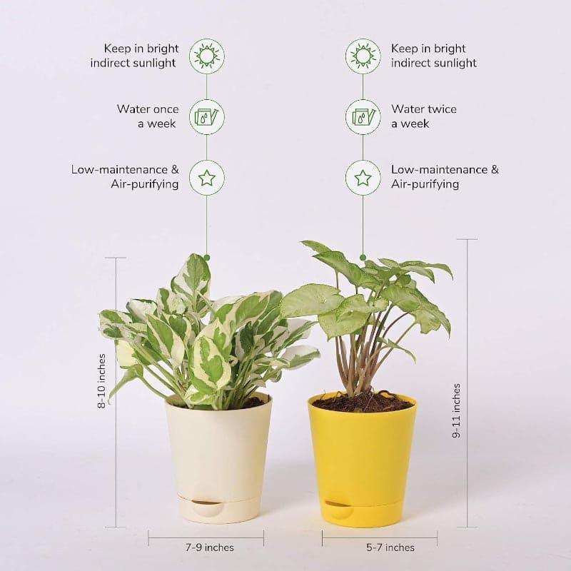 Ugaoo Money, Syngonium Mini Indoor Plants With Pot - Set Of Two media 3