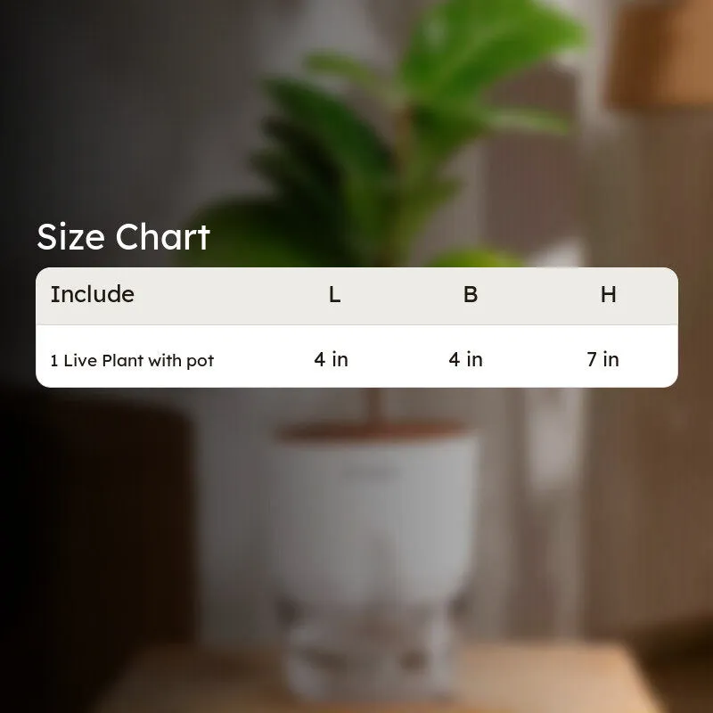 Kyari Fiddle Fig Plant With Self Watering Pot (White) - 18 cm media 7