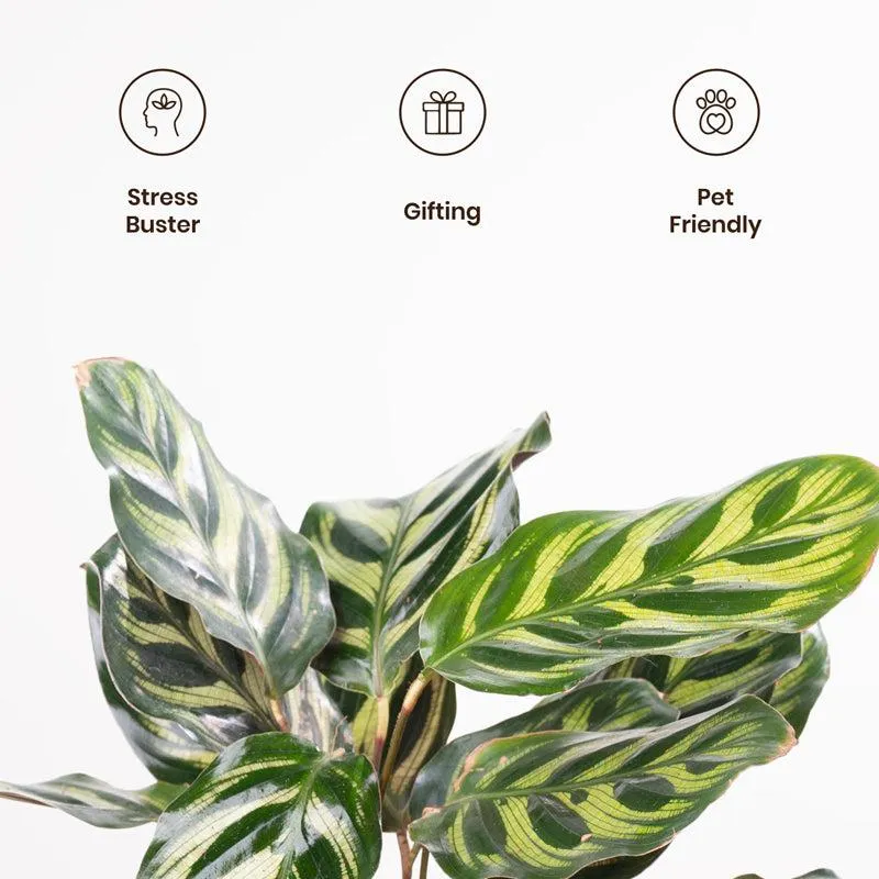 Kyari Peacock Plant With Metal Self Watering Pot - Yellow media 3