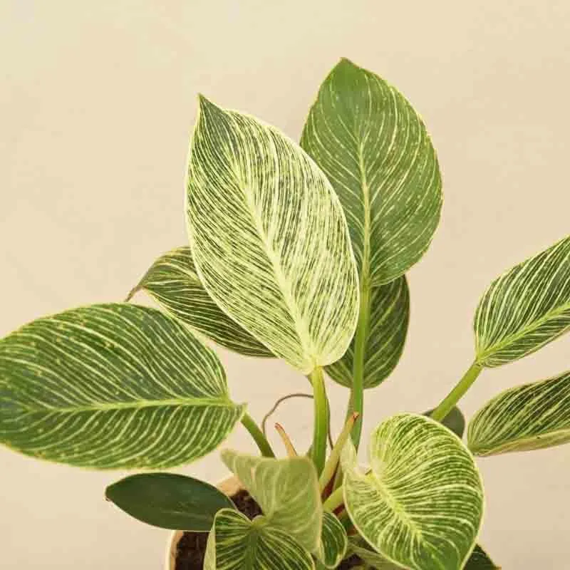 Ugaoo Philodendron Birkin Plant - Medium media 7