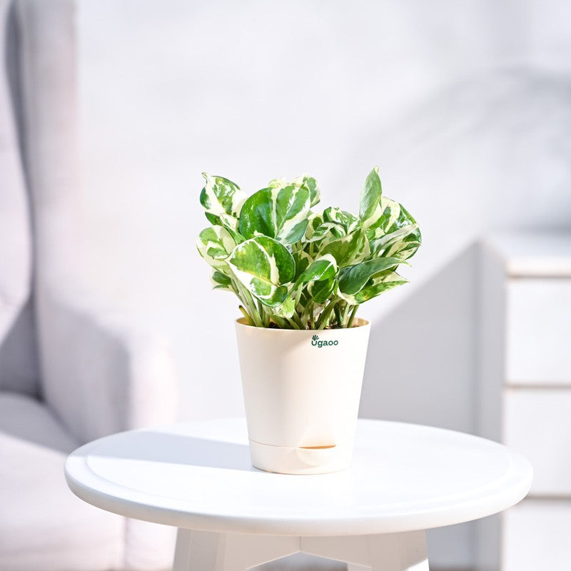 Ugaoo Money Plant N'Joy media 3