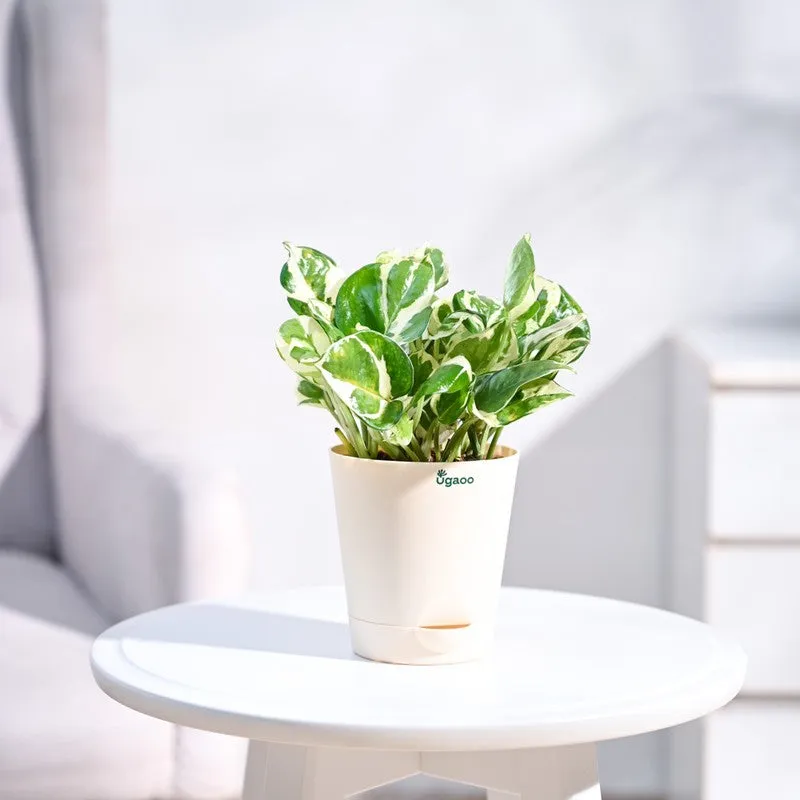 Ugaoo Money Plant N'Joy media 3