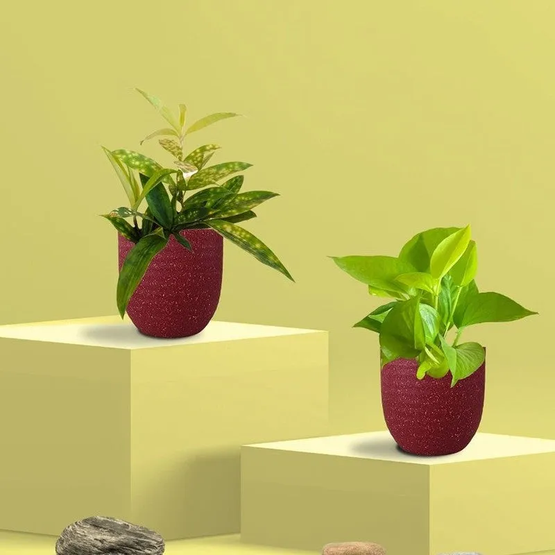 Greenkin Bamboo & Golden Pothos Live Plants (Red) - Set Of Two media 3