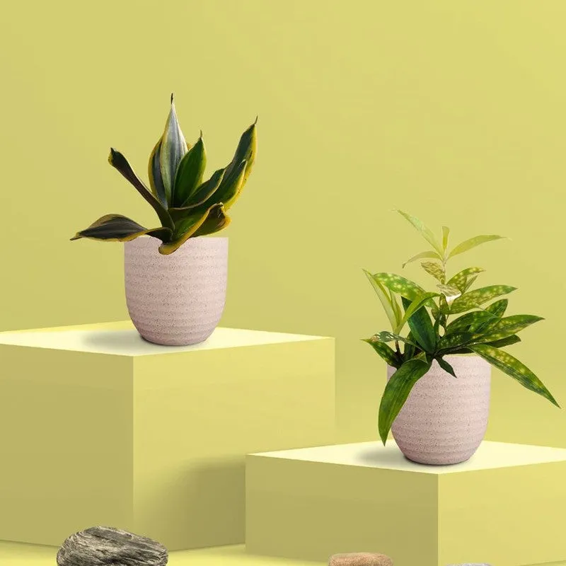 Greenkin Bamboo & Golden Snake Live Plants (Ivory) - Set Of Two media 3