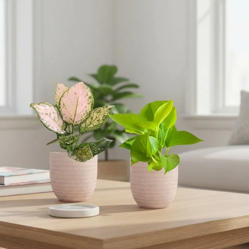 Greenkin Aglaonema Wishes & Golden Pothos Live Plants (Ivory) - Set Of Two media 1