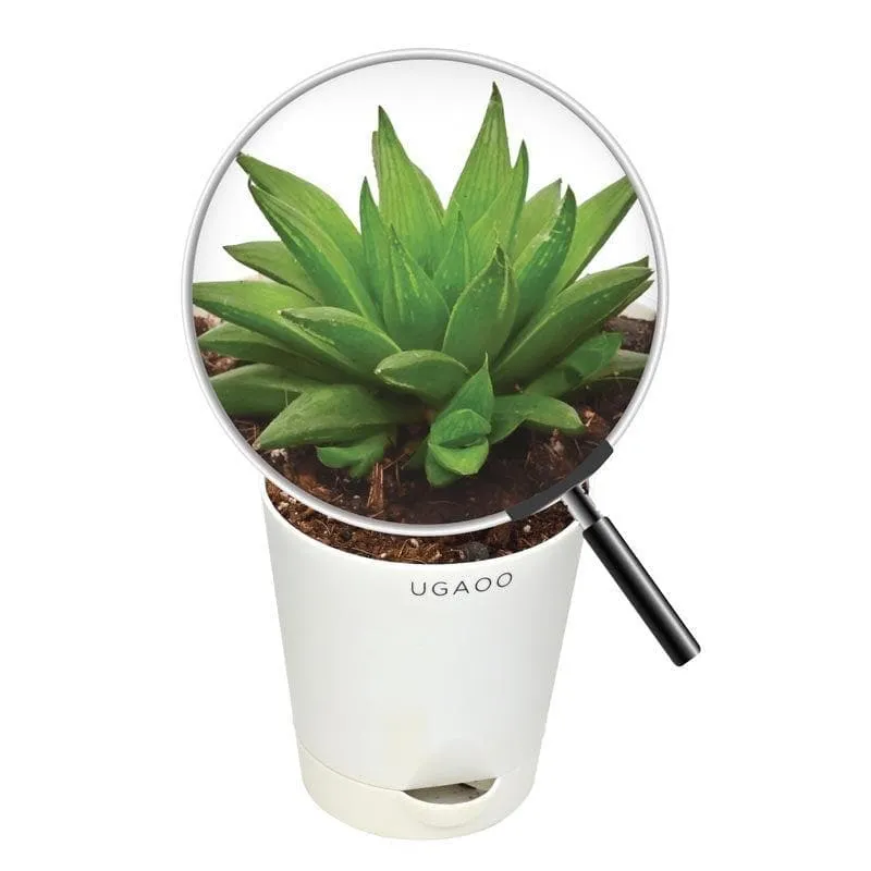 Ugaoo Haworthia Turgida media 5