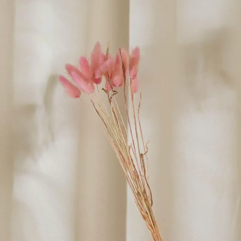 Bunny Tail Ornamental Grass (60 cms) - Pink media 4