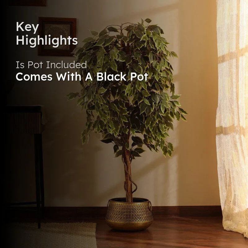 Artificial Variegated Ficus Plant With Black Plastic Pot - 5 ft media 2