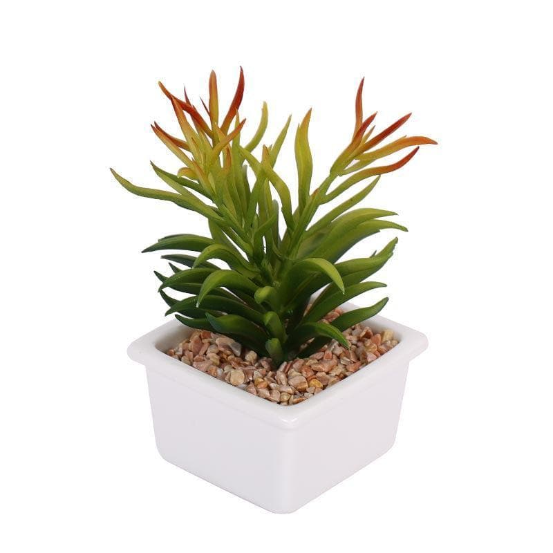 Faux Senecio In White Pot - 16 cms media 4