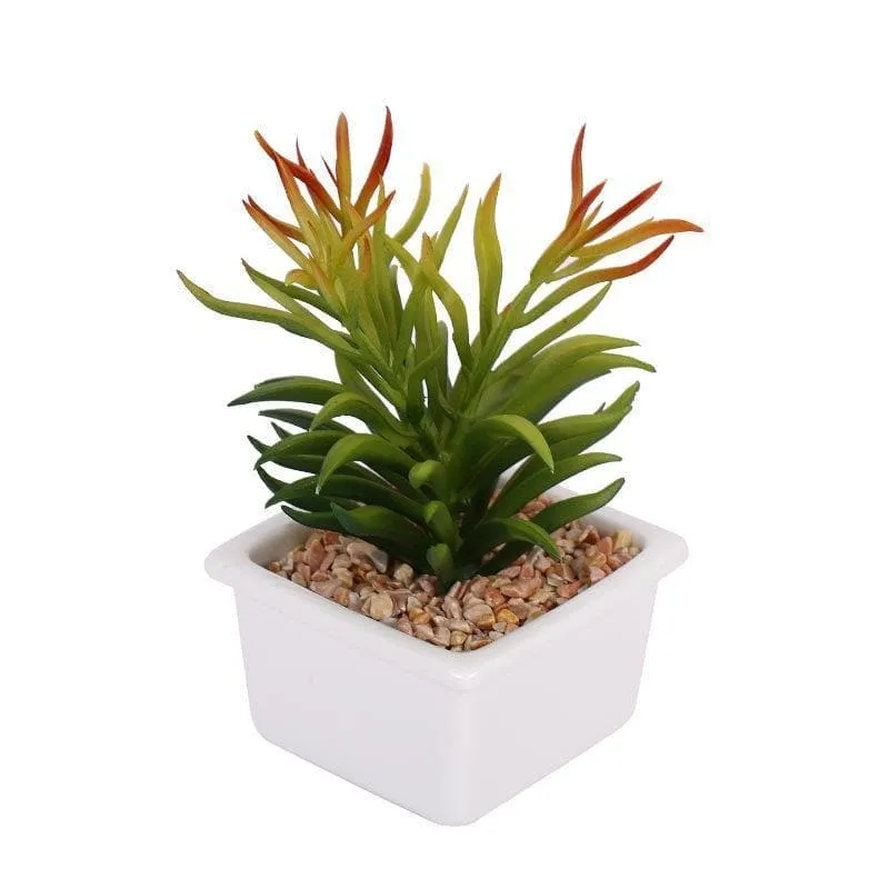 Faux Senecio In White Pot - 16 cms media 4