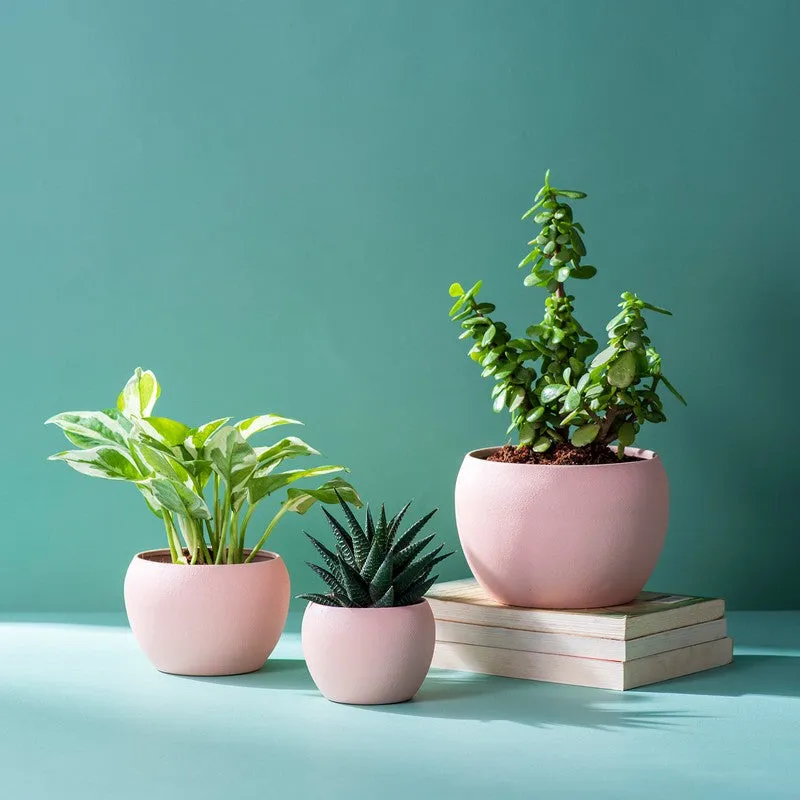 LeafNest Mild Steel Planter (Pink) - Set Of Three media 5