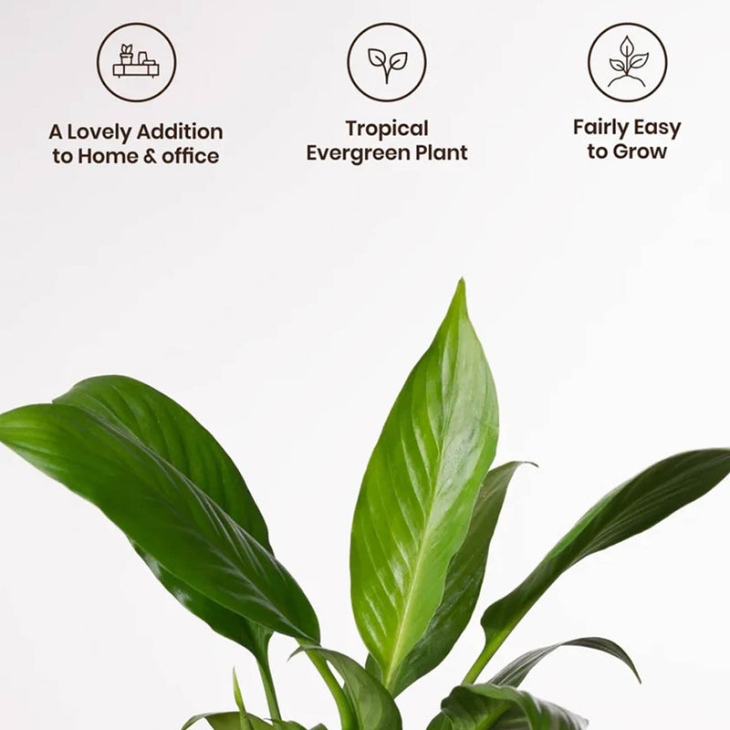Kyari Peace Lily Plant With Self Watering Pot (Yellow) - 18 cm media 4