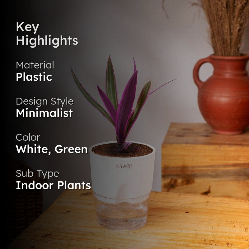 Kyari Rhoeo Tricolor Plant With Self Watering Pot - White media 2