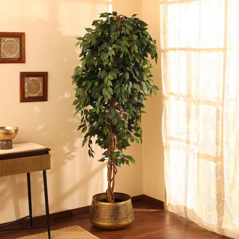 Artificial Green Ficus Plant With Black Plastic Pot - 7 ft media 4
